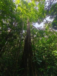 Forest floor at the Amazon FACE project