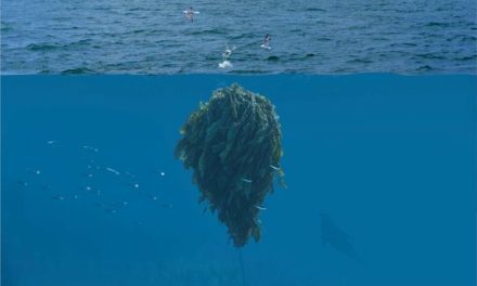 Bulgin supports SeaGrown’s ocean regeneration initiative