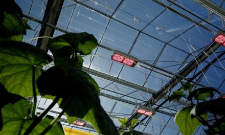 Light Science Technologies partner with Gavita International to supply Agrolux LED range in the UK & Eire